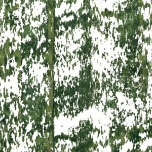 Green Snake Plant Texture