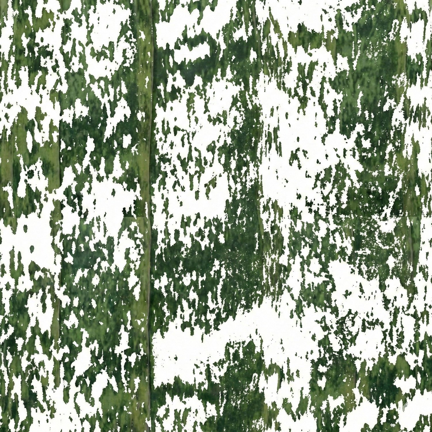 Green Snake Plant Texture