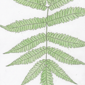 Sword-Fern-Pinnate-Structure