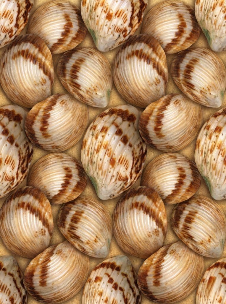 natural-speckled-cockle-shell-rust-white